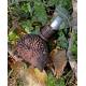 Pinnsvin geocache beholder med plass til logrull - 10cm - 3D printet